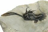 Spiny Trident Walliserops Trilobite - Foum Zguid, Morocco #354577-1